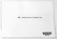 Vermicularia colchici image